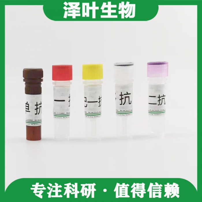 Cy7标记的含R3H结构域蛋白R3HDM2抗体ZY619089LAB - 泽叶生物-ELISA试剂 