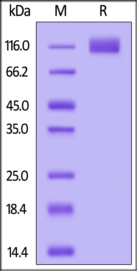 Human PDGF R beta, Fc Tag (Cat. No. PDB-H5259) SDS-PAGE gel