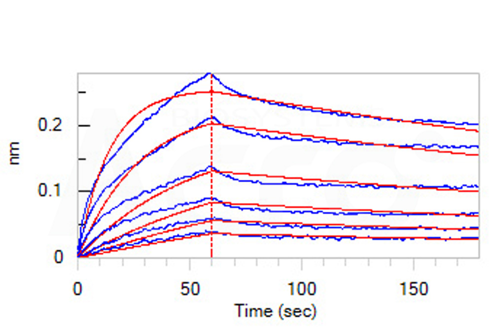 Biotinylated Human BLI