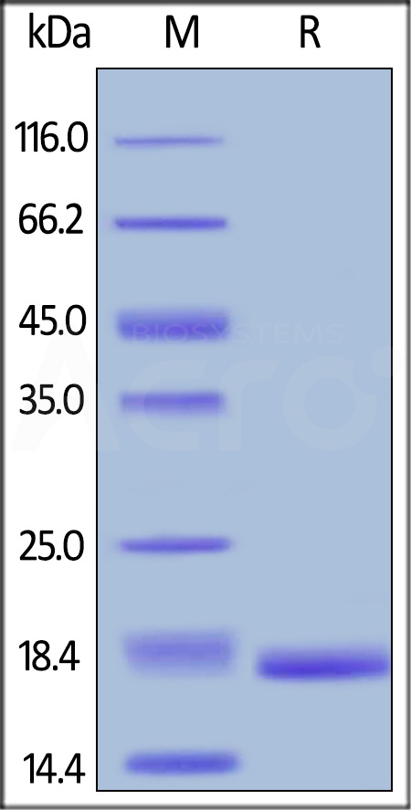 Biotinylated Human TNF-alpha, epitope tag free, primary amine labeling (Cat. No. TNA-H8211) SDS-PAGE gel