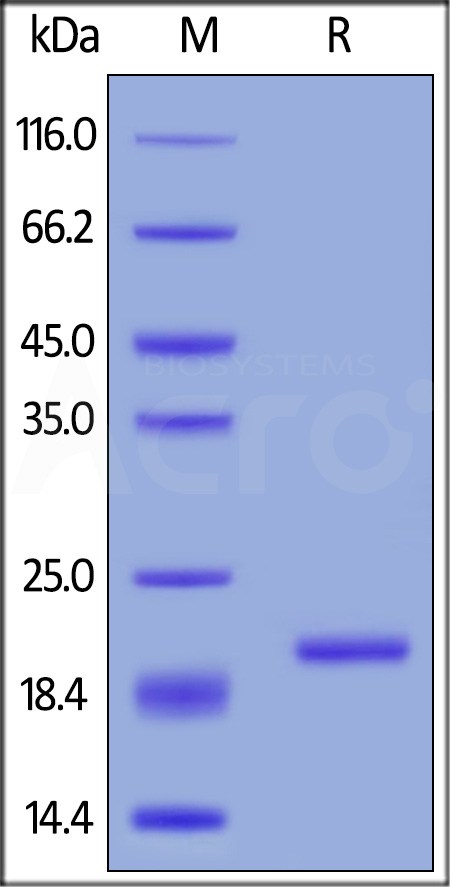 Mouse BAFF, Tag Free (Cat. No. BAF-M521y) SDS-PAGE gel