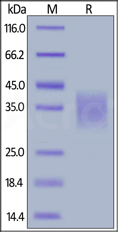 Human CD30 Ligand, His Tag, low endotoxin (Cat. No. CDL-H524b) SDS-PAGE gel