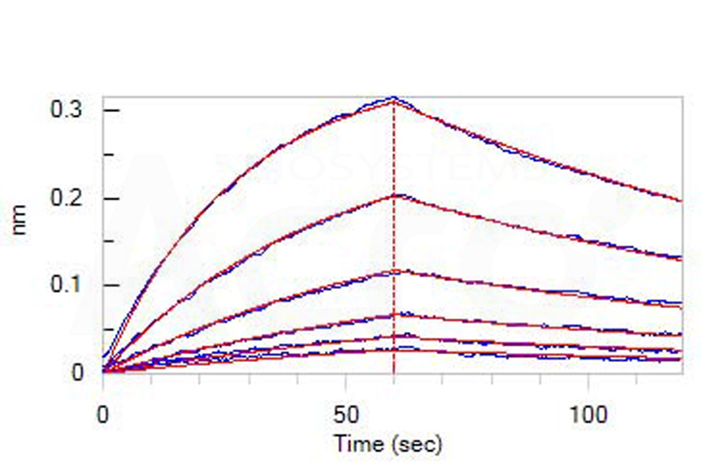 Biotinylated Human BLI