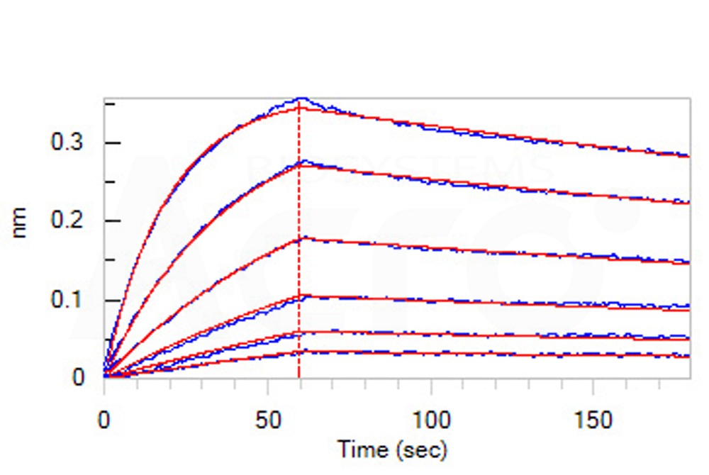 Biotinylated Human BLI