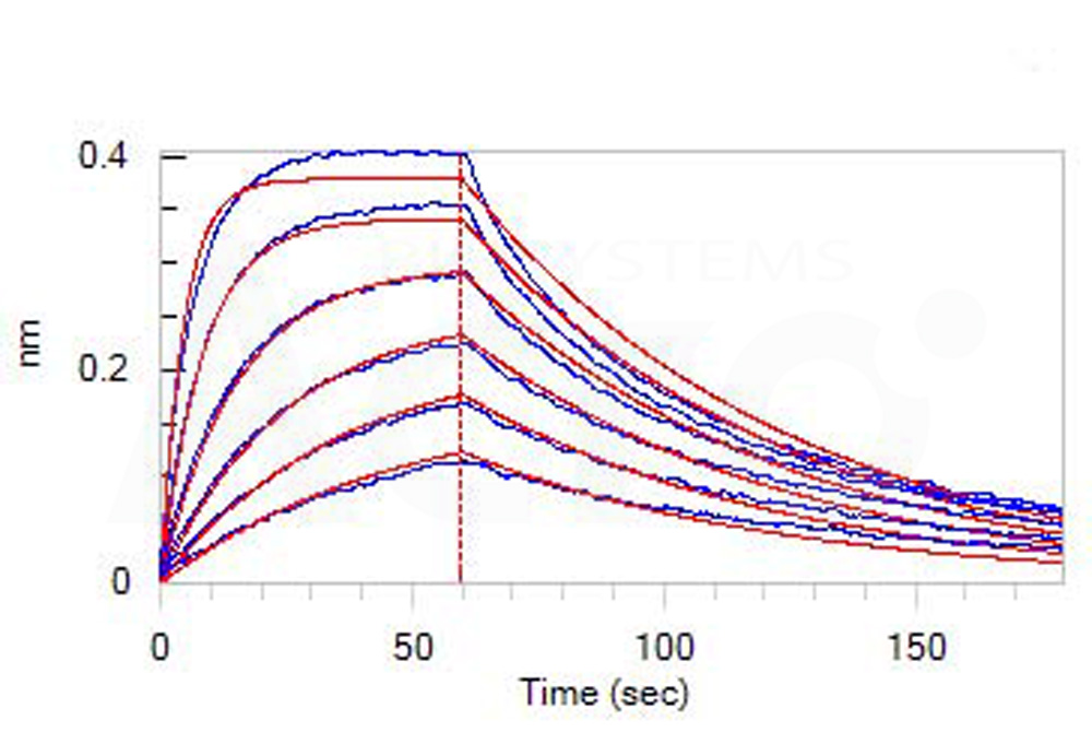 Biotinylated Human BLI