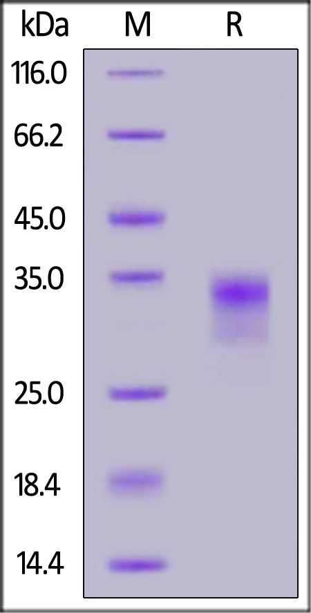 Biotinylated Human Oncostatin M, Avitag,His Tag (Cat. No. OSM-H82Q8) SDS-PAGE gel