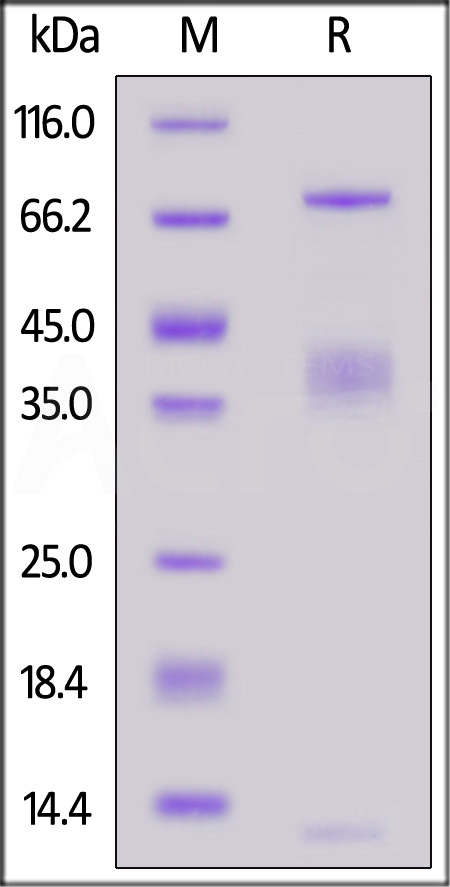 Human LRRC32&TGFB1 Heterotrimer protein, His Tag&Tag Free (Cat. No. GA1-H52W9) SDS-PAGE gel