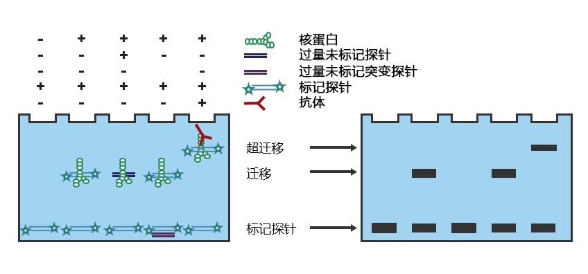 实验原理